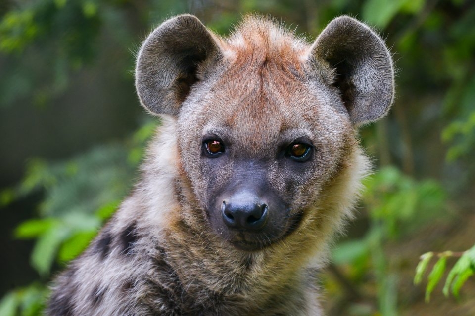 Sameček hyeny Bakari