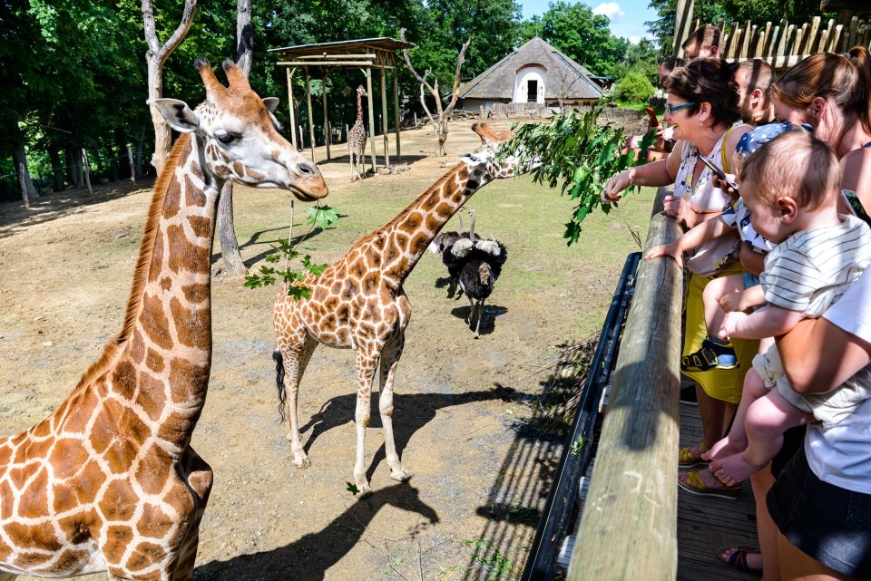 Zážitek u žiraf