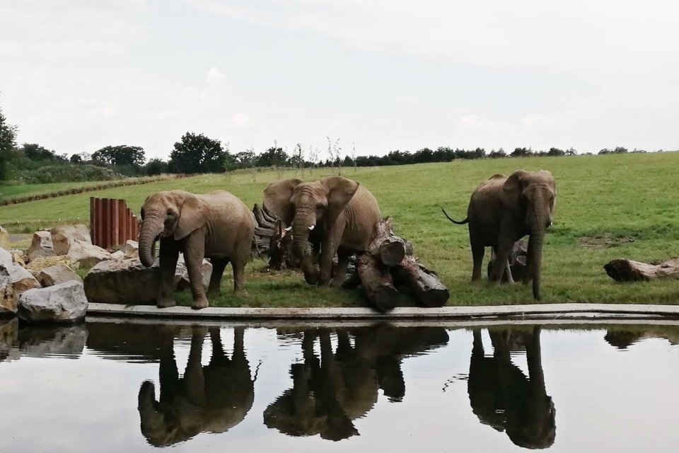 Slonice Ulu poprvé v novém výběhu