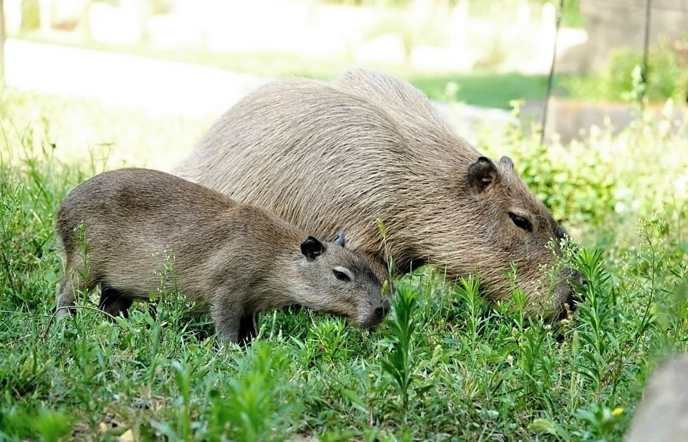 4 mláďata kapybar