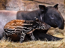Čtvrté mládě tapíra čabrakového