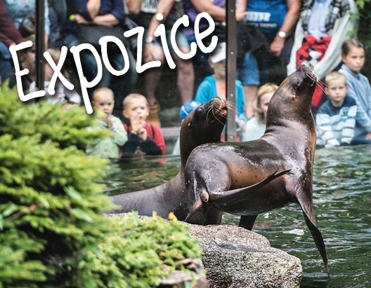 Expozice