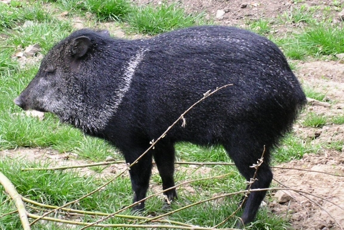 zoo zlín Collared Peccary