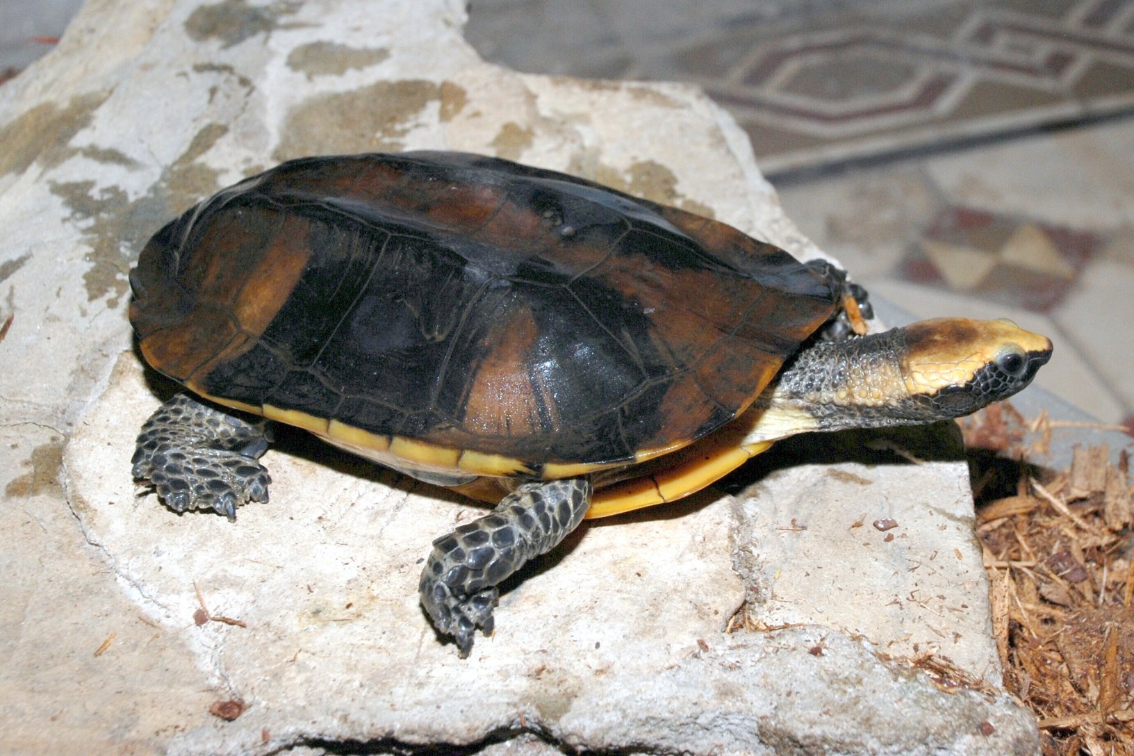 zlín zoo Twistnecked Turtle