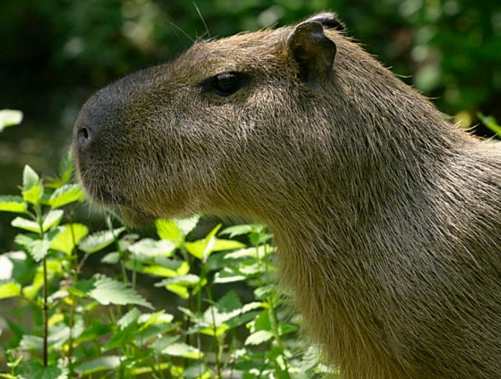 Kde se dá pohladit kapybara?