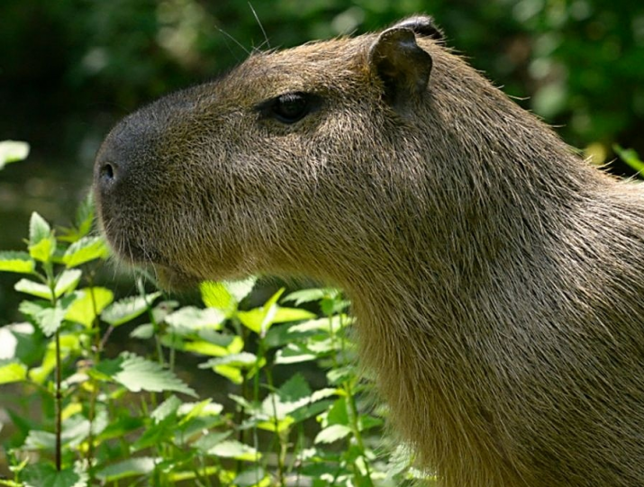 V jaké české zoo jsou kapybary?