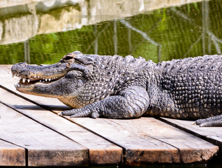 Jak dlouho se dožívá aligátor?