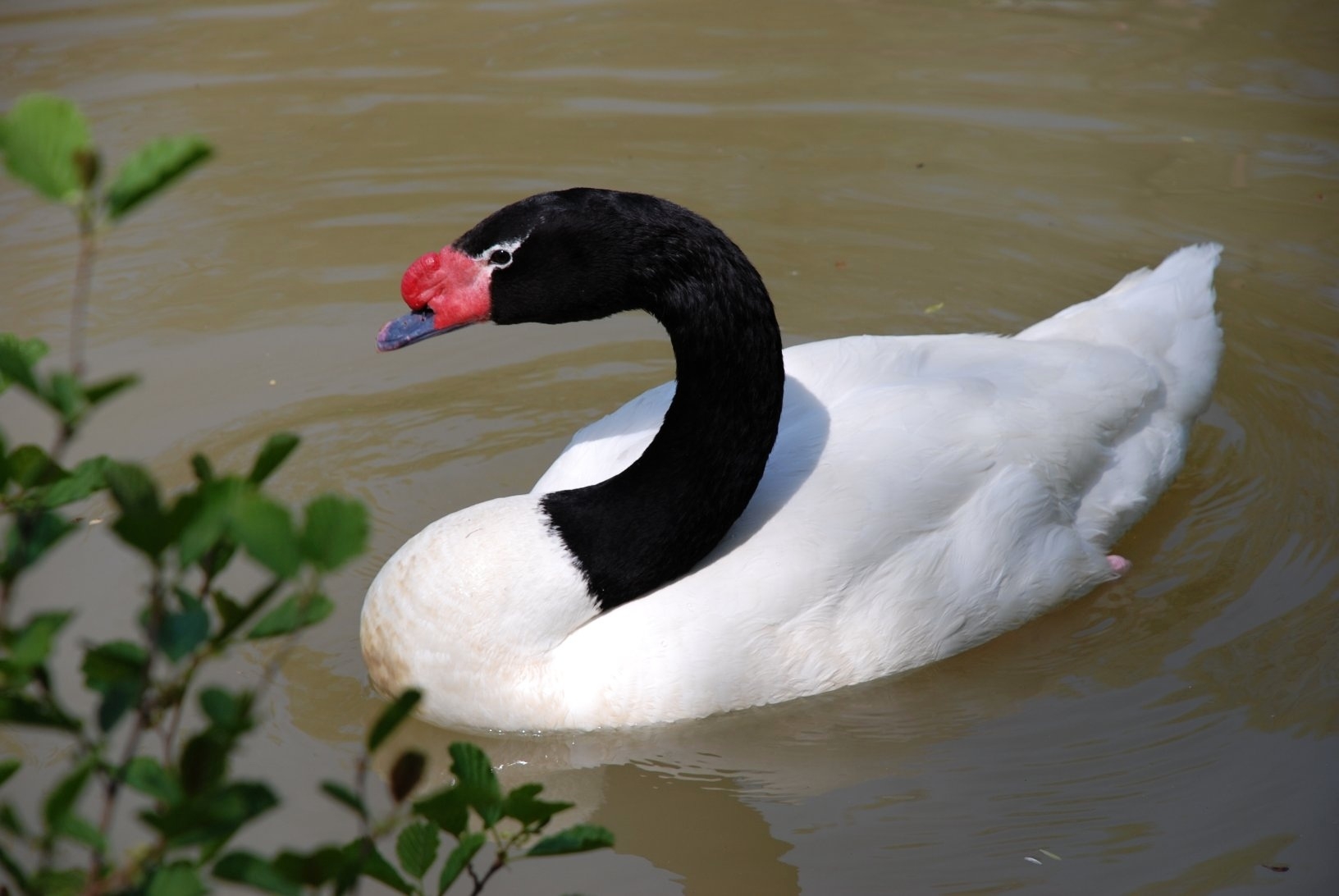 ZOO ZLÍN - Labuť černokrká