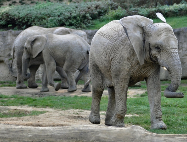ZOO ZLÍN - Slon africký