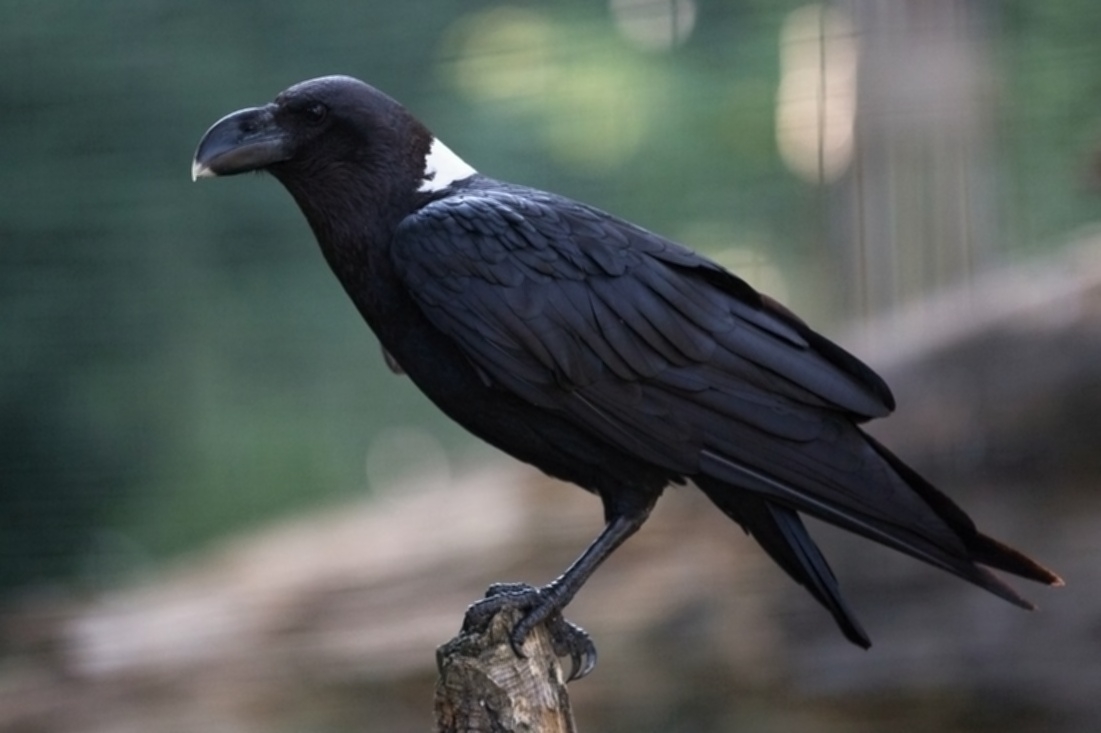 Whitenecked Raven