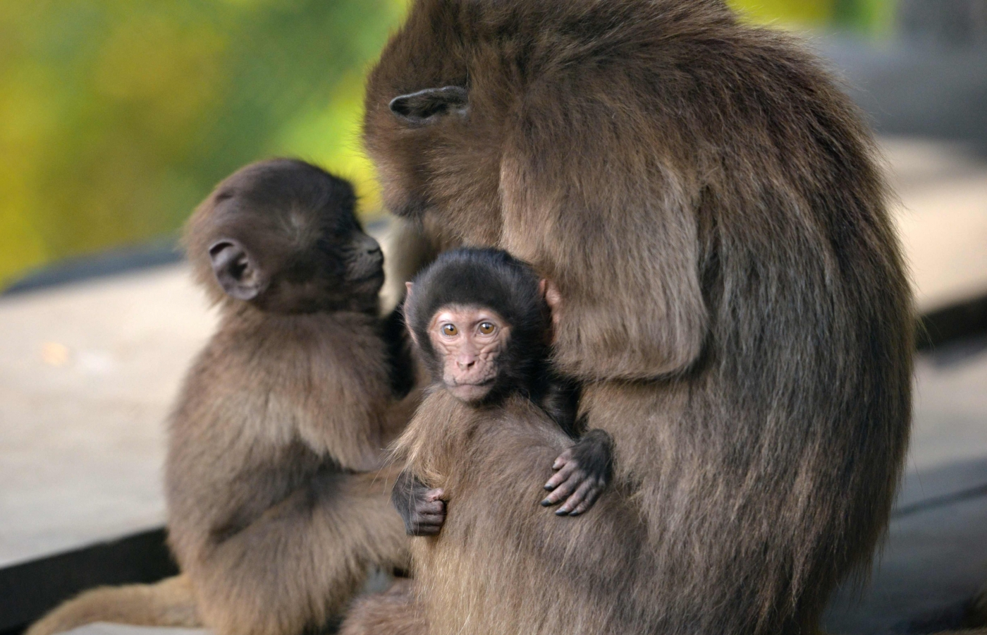 Novinky ZOO Zlín#7