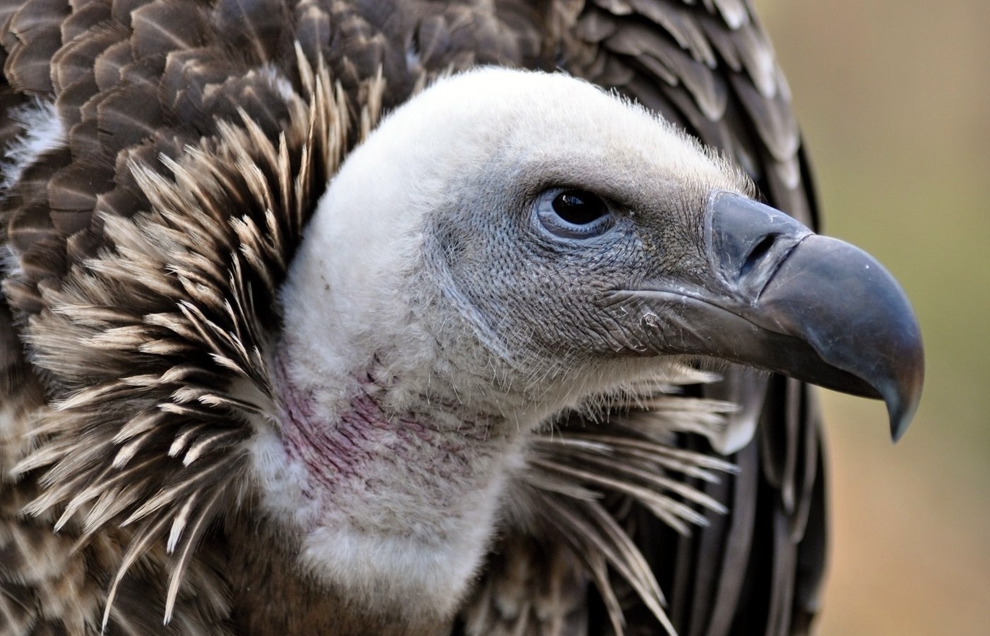 Sbírka 4NATURE přinesla 950 000 Kč