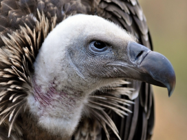 Sbírka 4NATURE přinesla 950 000 Kč