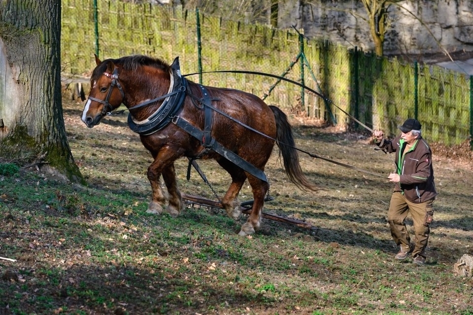 Kůň Artur pracoval pro zvířata