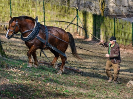 Kůň Artur pracoval pro zvířata