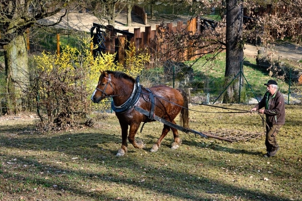 Kůň Artur pracoval pro zvířata