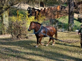 Kůň Artur pracoval pro zvířata