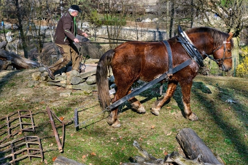 Kůň Artur pracoval pro zvířata