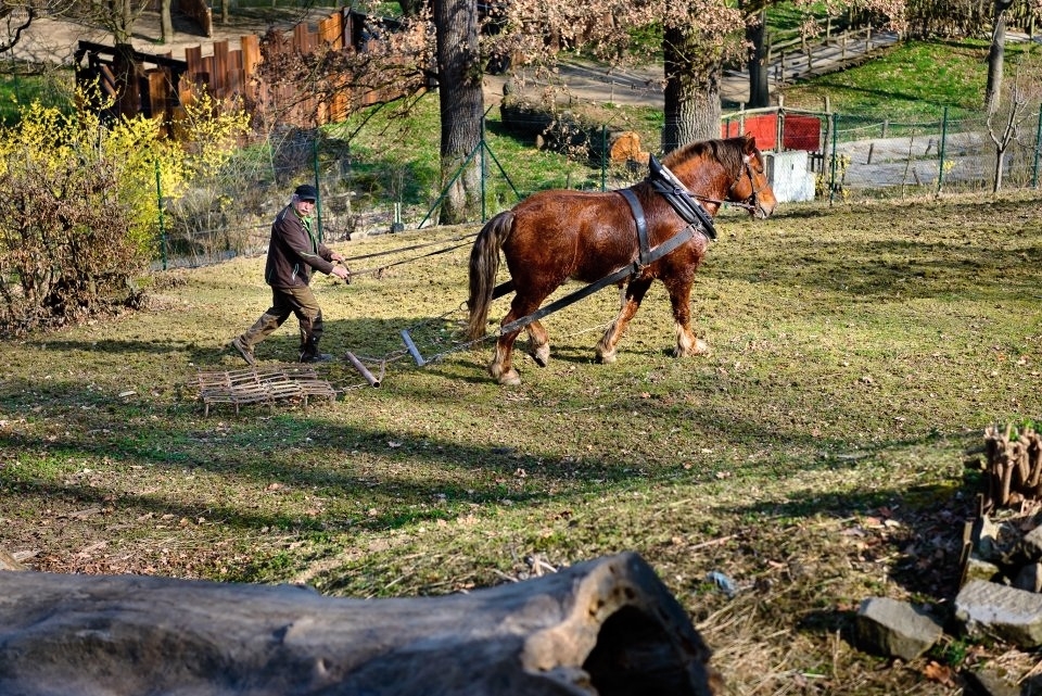 Kůň Artur pracoval pro zvířata