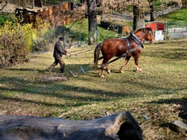 Kůň Artur pracoval pro zvířata