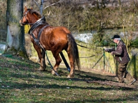 Kůň Artur pracoval pro zvířata