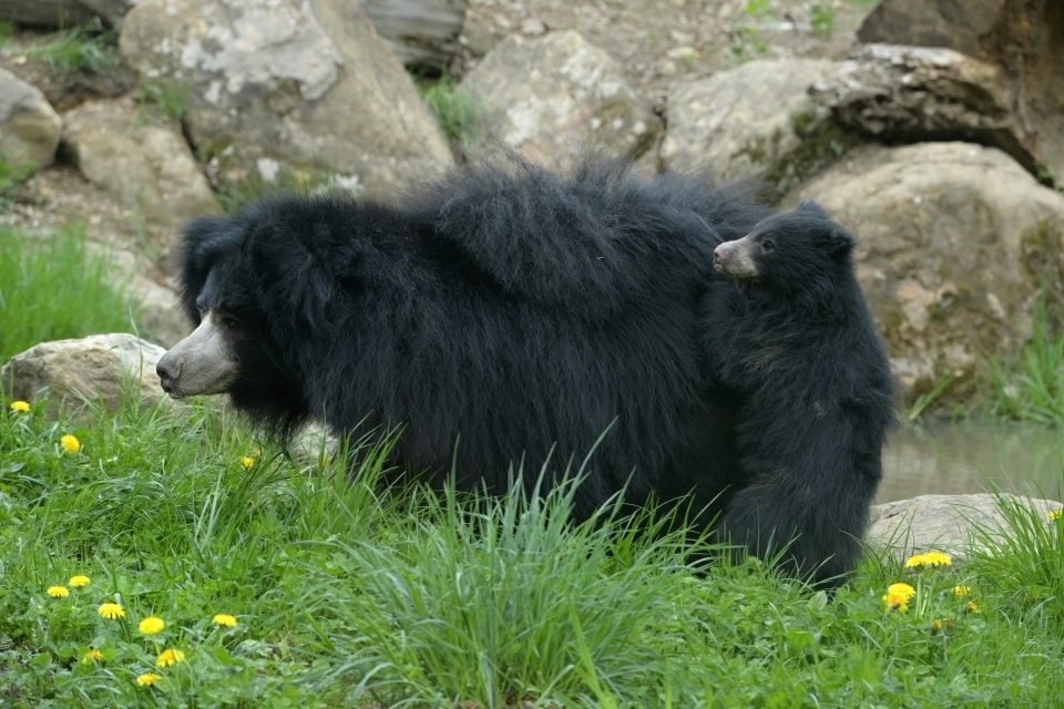 Malý medvídek je už venku