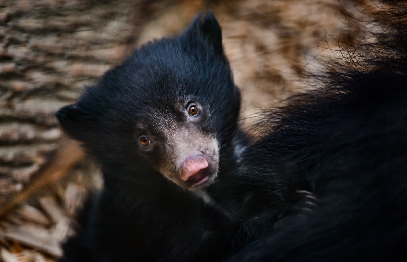 Videonovinky ZOO Zlín