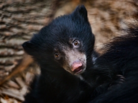 Videonovinky ZOO Zlín