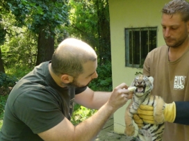 Malí tygříci prospívají