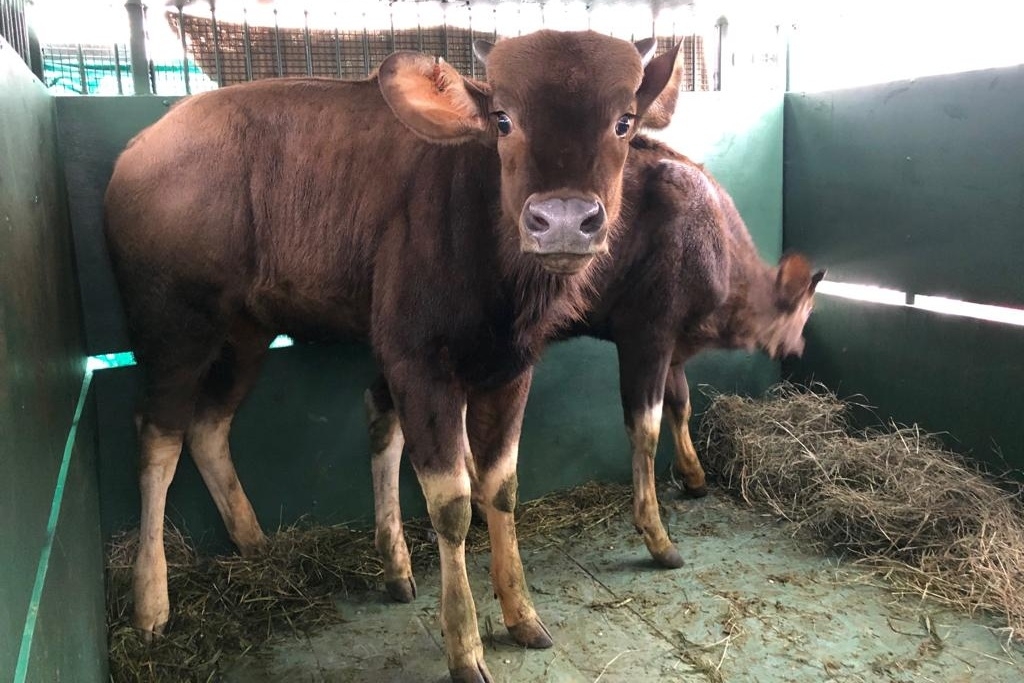 Gauři indičtí ze Zoo Mysore