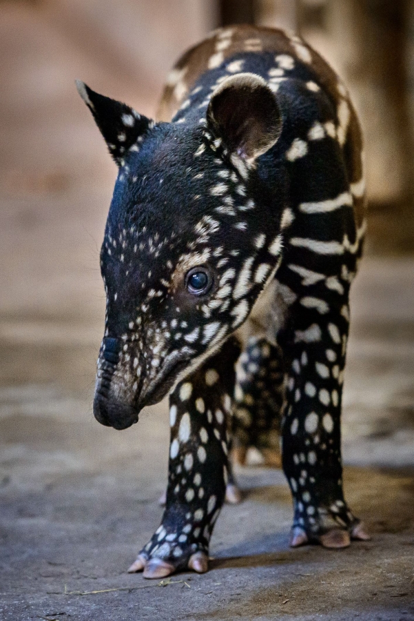 Mládě tapíra čabrakového