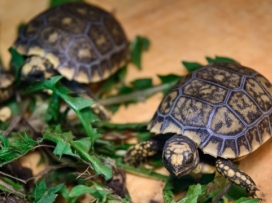 Mláďata želvy pralesní