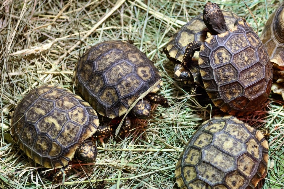 Mláďata želvy pralesní