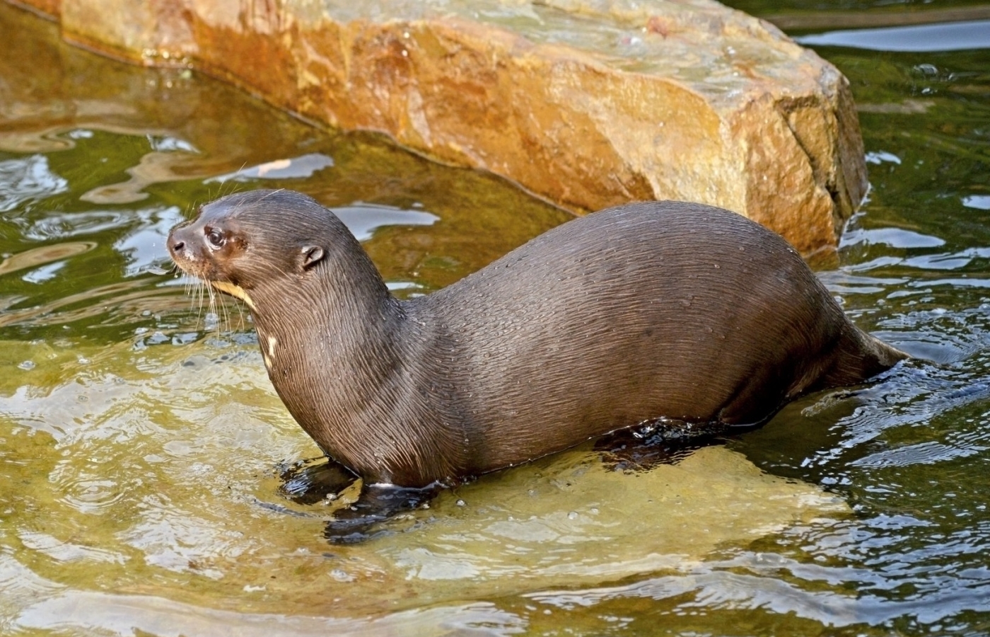 Videa z uzavřené zoo