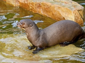 Videa z uzavřené zoo