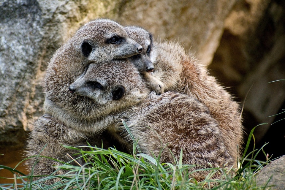 Zoo Zlín je v nelehké situaci