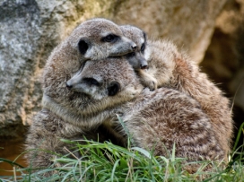 Zoo Zlín je v nelehké situaci