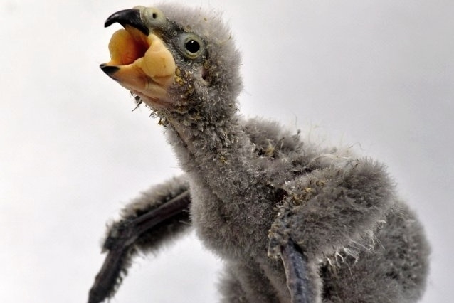 Mládě papouška nestor kea