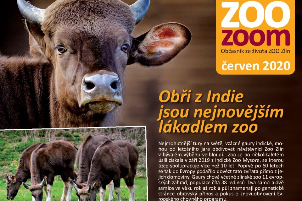 ZooZoom 1/2020