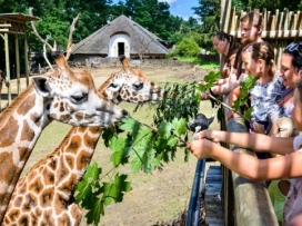 Zážitek u žiraf