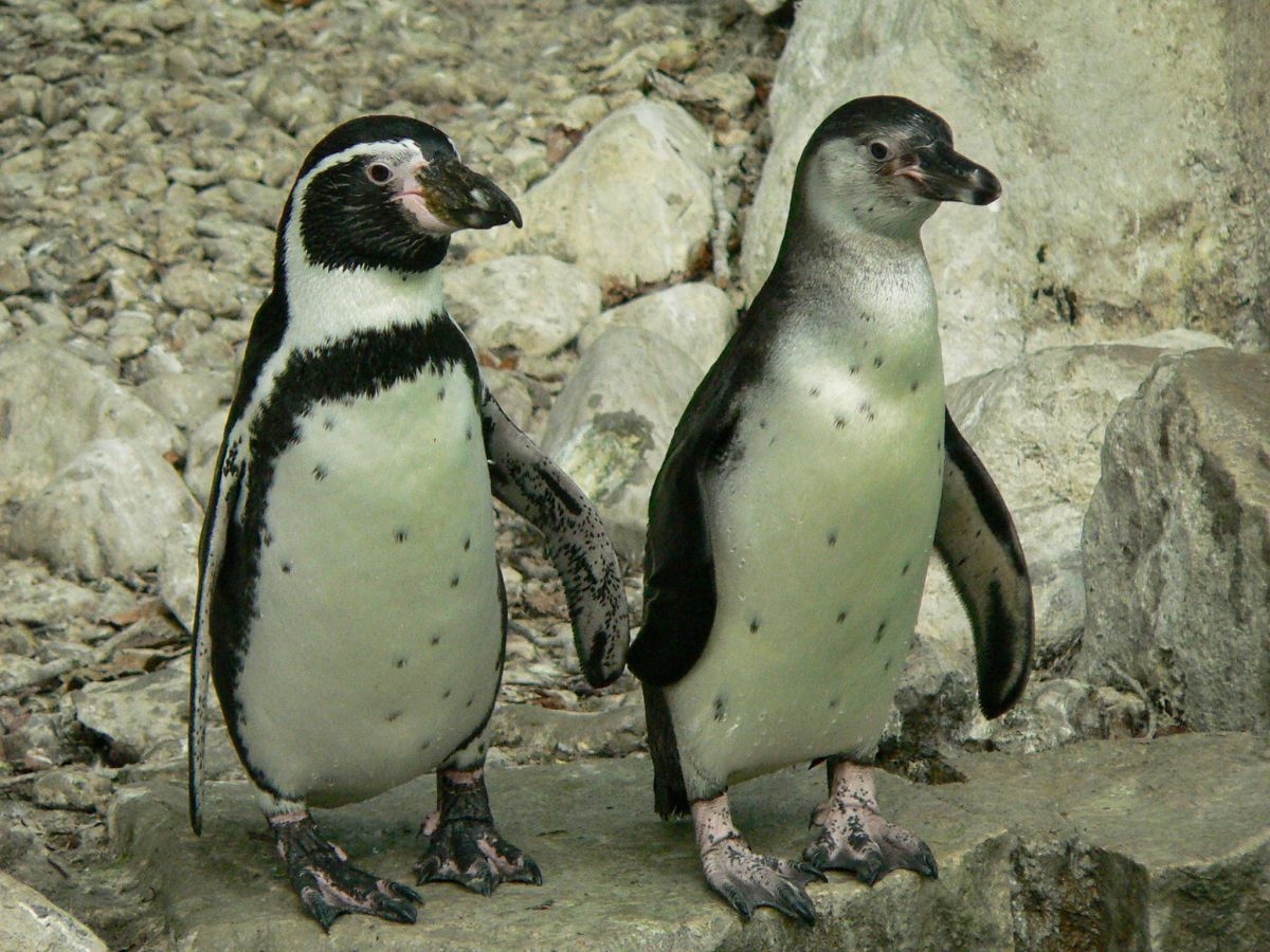 Krmení tučňáků