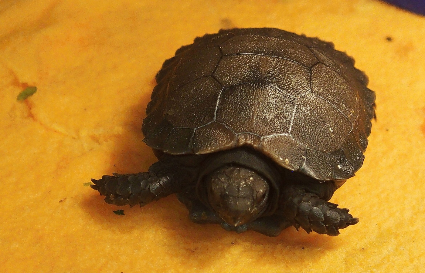 První mládě želvy mohutné