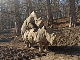 Překvapení u nosorožců