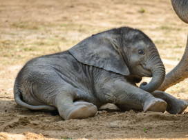 First African elephant calf