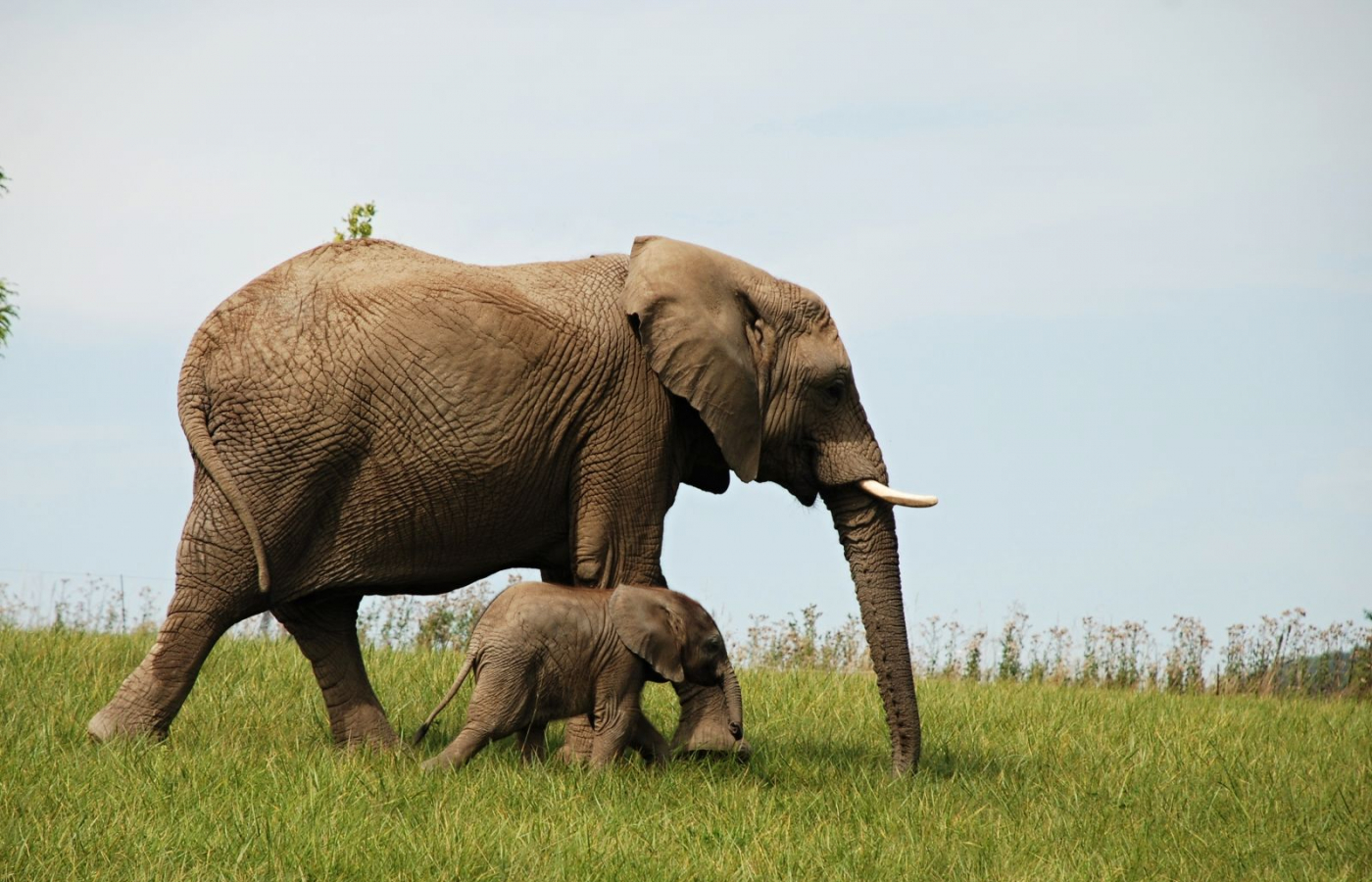 First African elephant calf