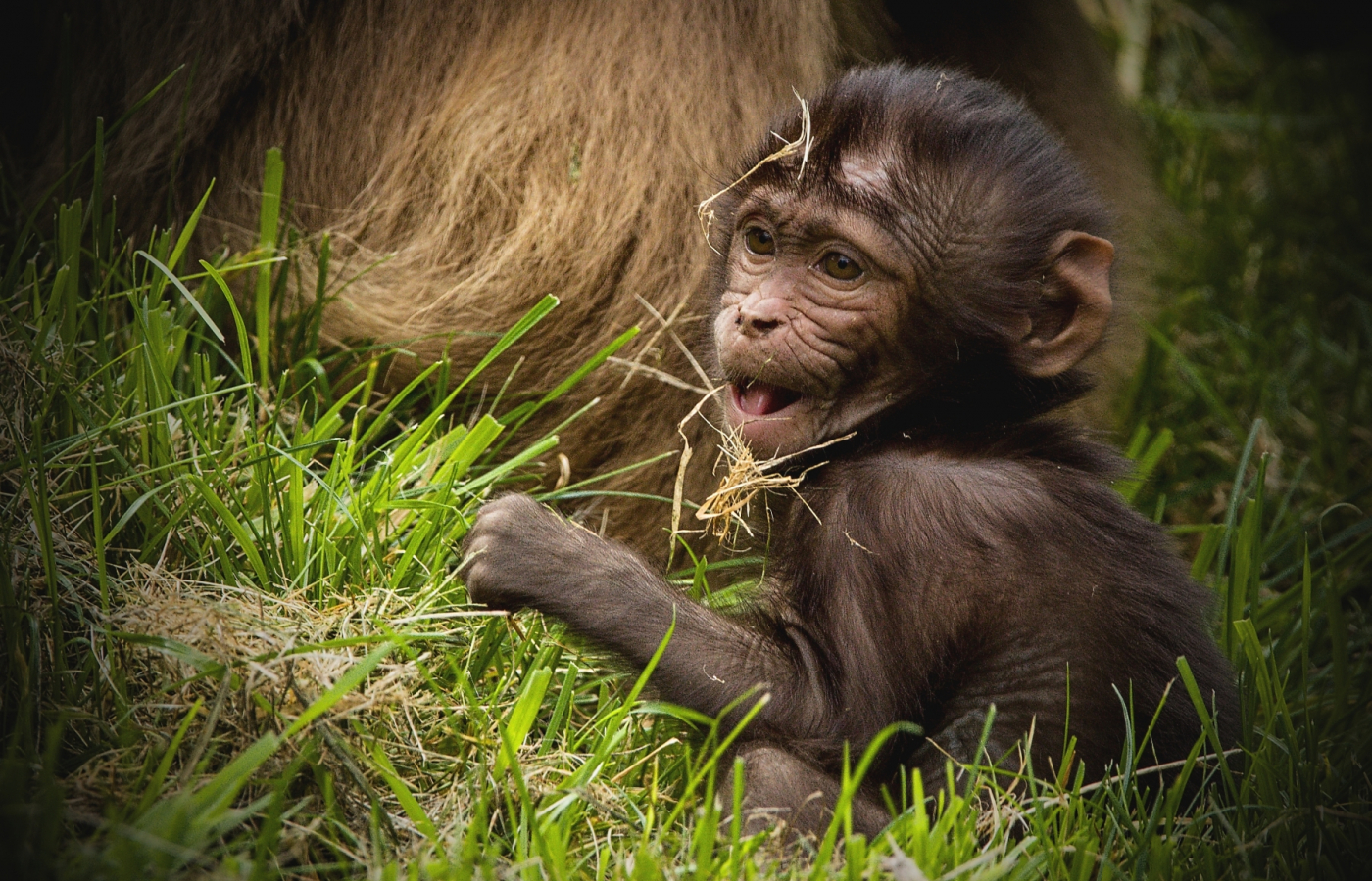 Geladas young