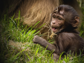 Geladas young