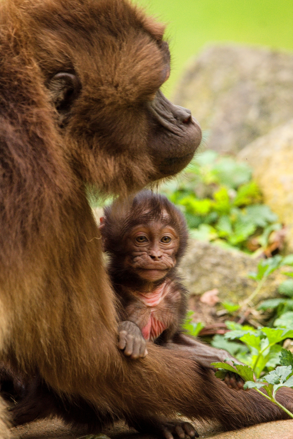 Geladas young