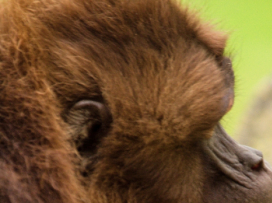 Geladas young