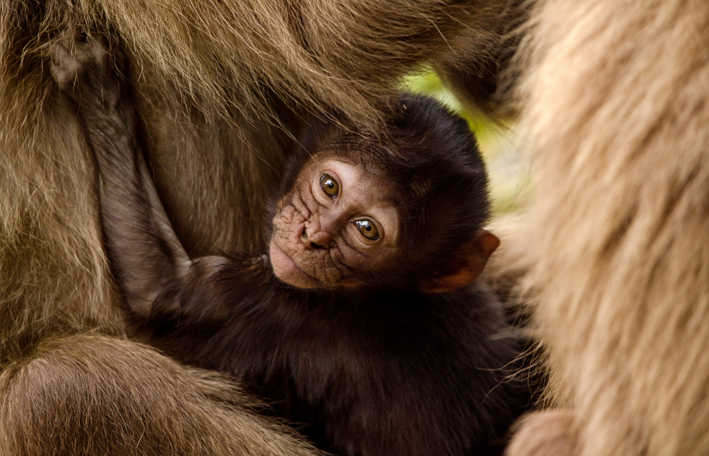 Geladas young